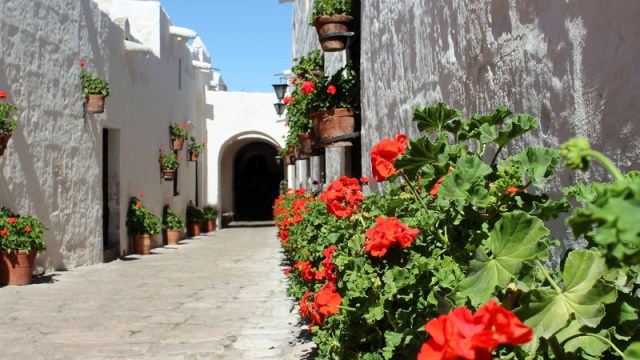 Intrepid-Travel-peru_arequipa-monastry-flowers